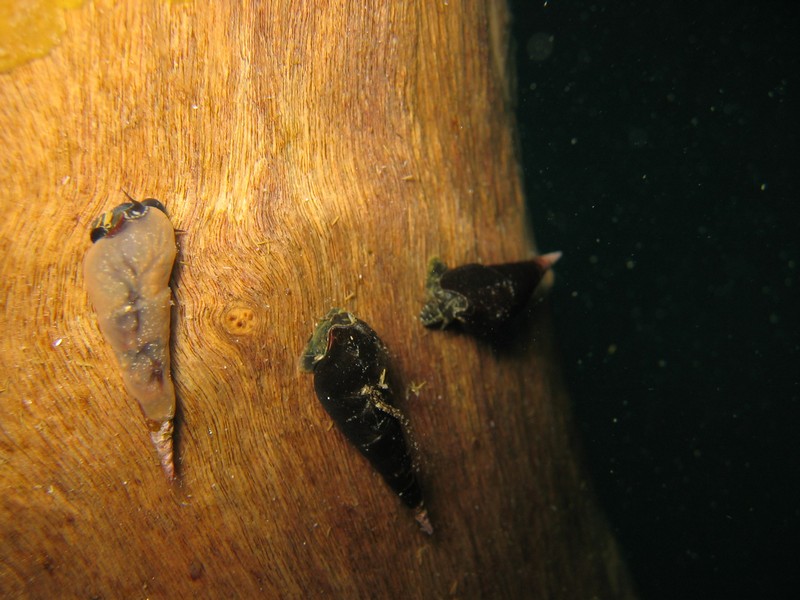 Bilder aus dem Barracuda Lake